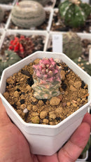MONADENIUM RITCHIEI alba Variegata