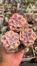 Purple Delight Variegata