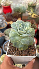 Lovely Variegata