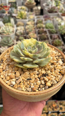 Lola Variegata