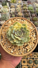 Lola Variegata
