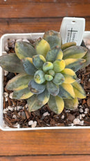 Pachyveria oviferum cv shireiden variegata