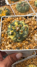 kikko variegata