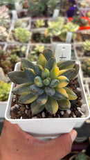 Pachyveria oviferum cv shireiden variegata
