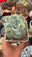 Lovely Variegata