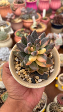 Blue mist Variegata