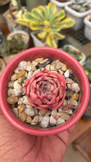 Pink crystal