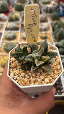 HAWORTHIA PIGYMEIA VARIEGATA