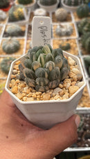 YUKI KESHI