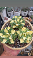 Agave yrohaijiin yellow